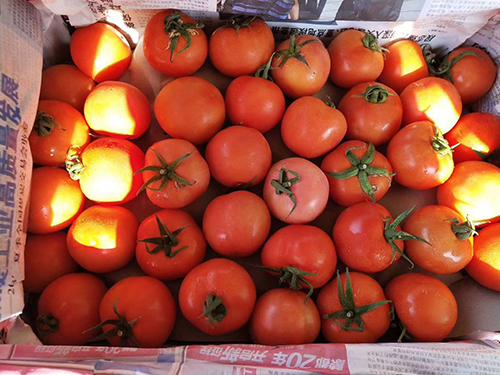 蔬菜批发番茄生吃和煮熟的营养区别？