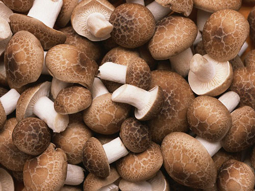 蔬菜批发香菇有哪些营养价值？