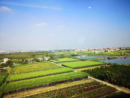 惠州蔬菜种植基地
