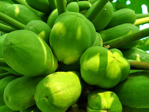 蔬菜配送木瓜营养成分有哪些？