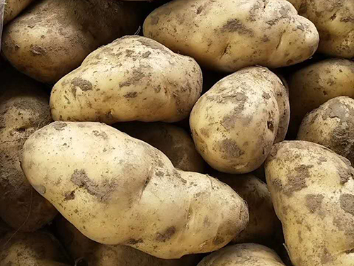 蔬菜配送有机土豆具有哪些营养价值？